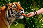 tiger, predator, feed
