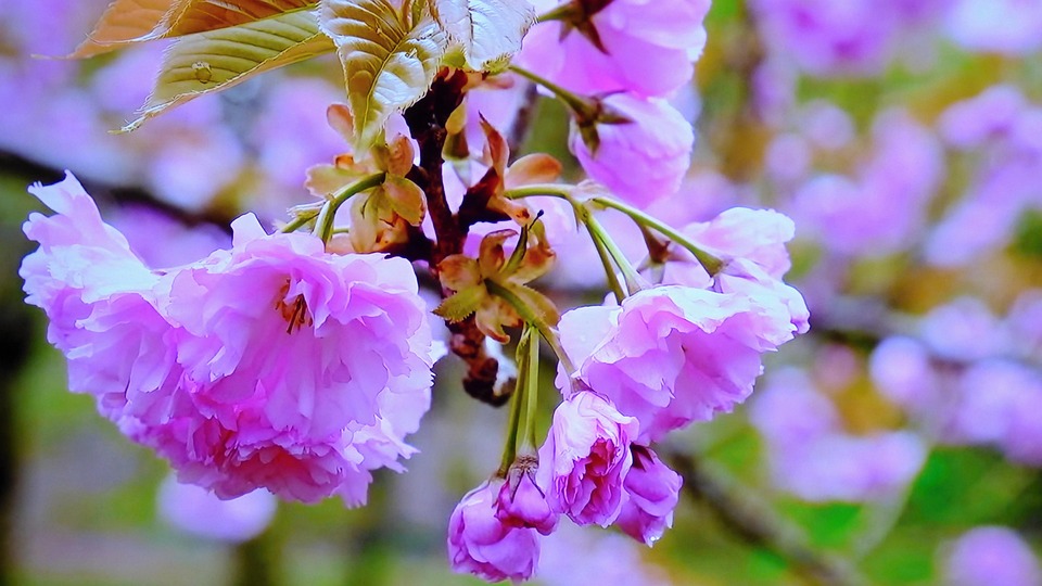 一颗树 盛开 粉色的 - Pixabay上的免费照片 - Pixabay