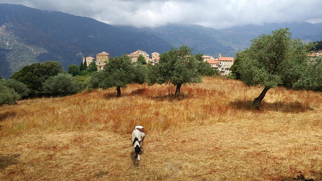 Free Horse Corsica photo and picture