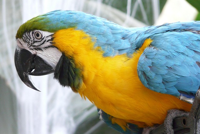 Free Parrot Bird photo and picture