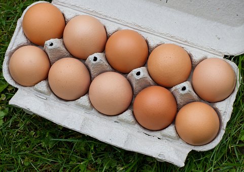 Free Eggs Chicken photo and picture