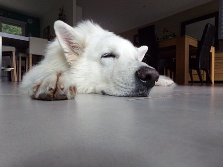 Berger Blanc Suisse, Chien Blanc, Chien