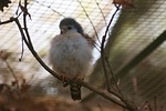 neck band-pygmy falcon, the world bird park, bird