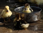 duckling, fluffy, cute
