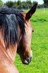 horse, horse head, pferdeportrait