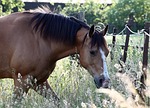horse, weidend, graze