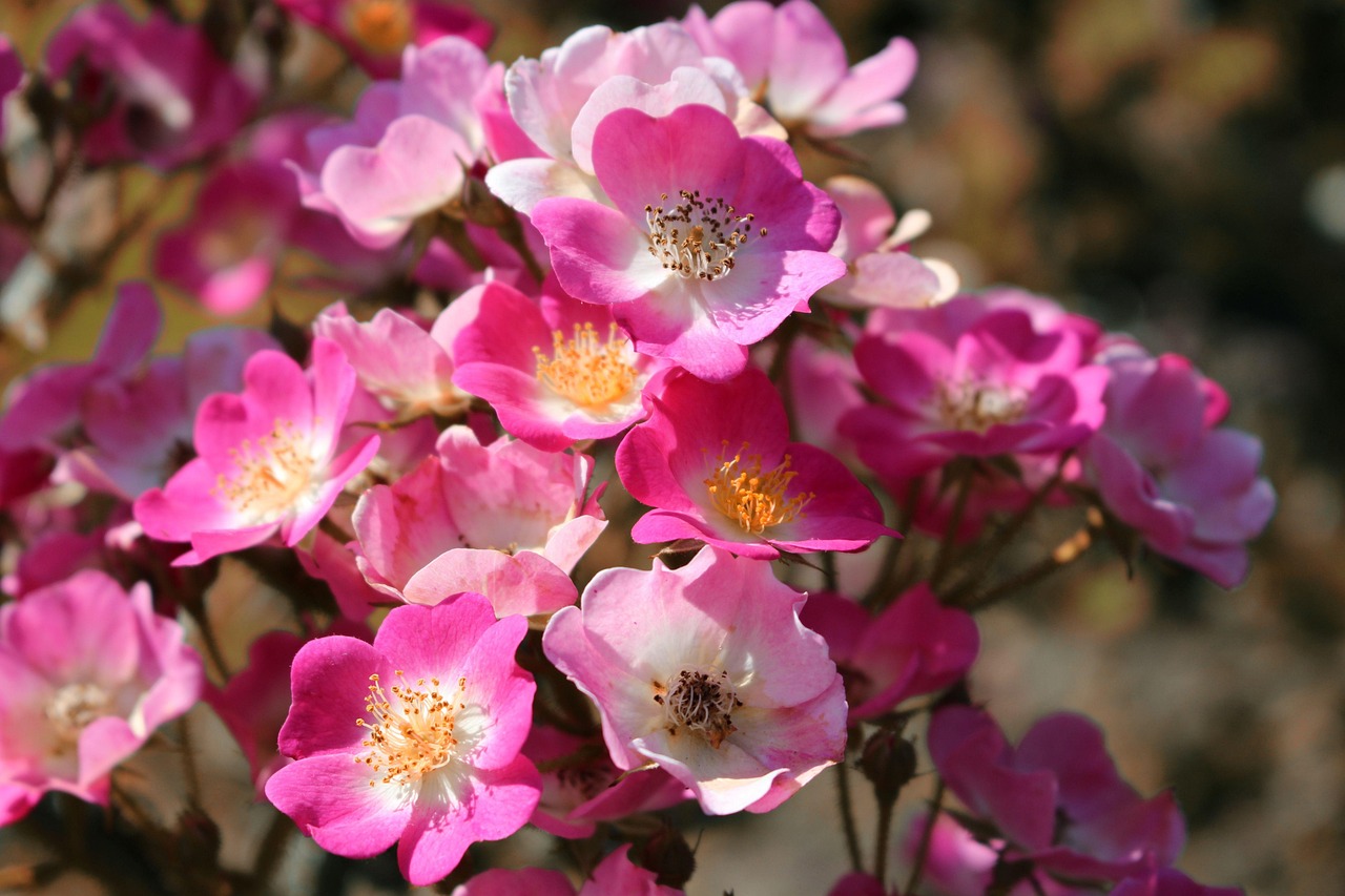Rosen Rose Blumen - Kostenloses Foto auf Pixabay - Pixabay