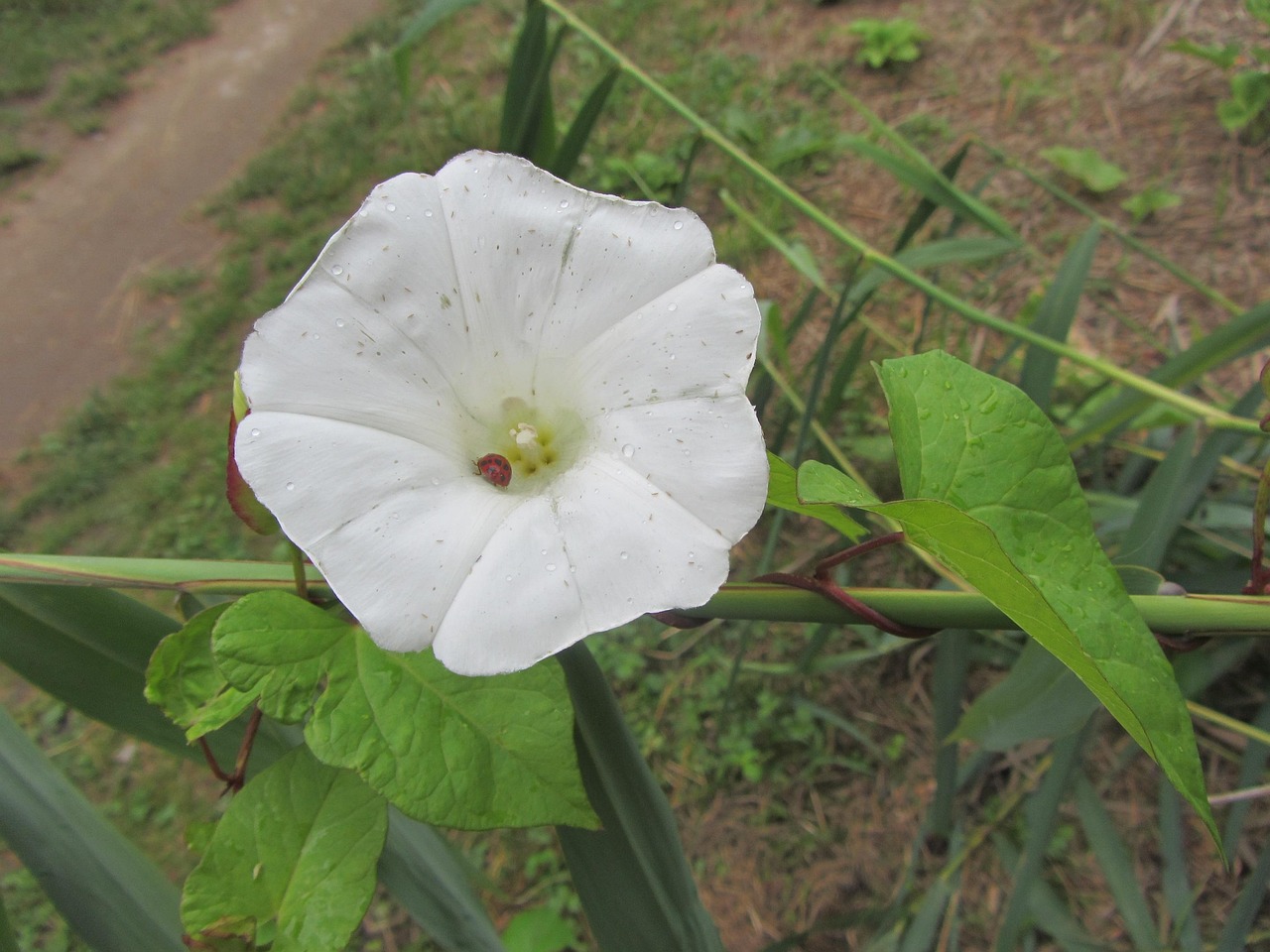 flower-2760040_1280.jpg
