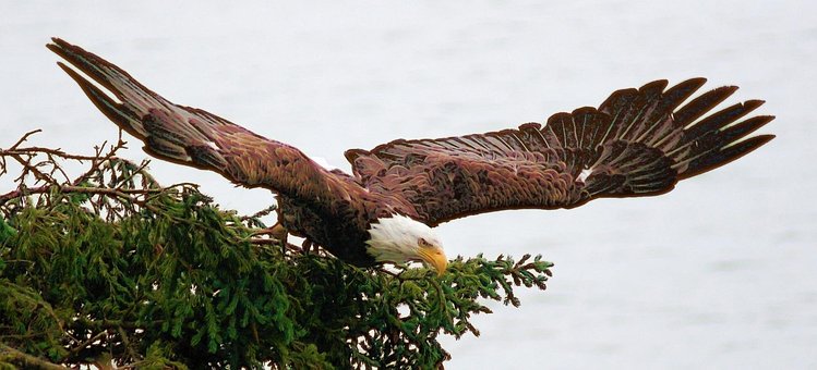 Ørn, Alaska, Kokens Indløb