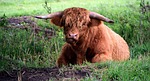 highland beef, galloway, beef
