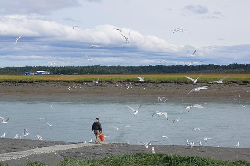 Fiskeri, Alaska, Havmåger, Flod, Dyreliv