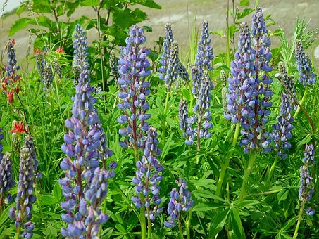 Alaska, Lupin, Wildflower, Blomst Tapet
