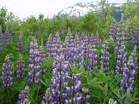 Lupin, Alaska, Blå, Bjerg, Wildflower