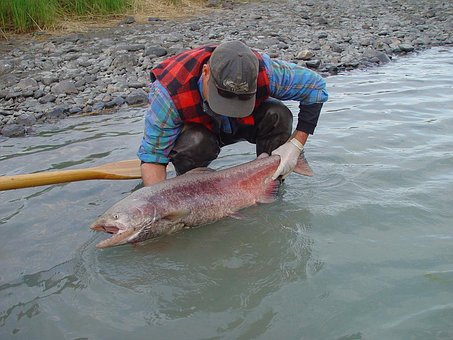 Alaska, Kin Laks, Flod, Fiskeri