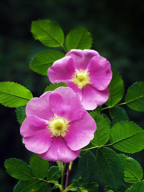 Free Wild Rose Rose photo and picture