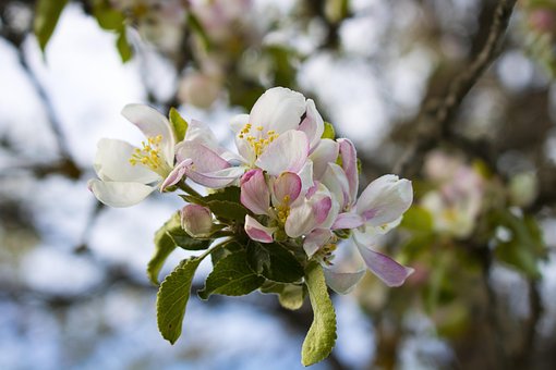 Free Flower Green photo and picture