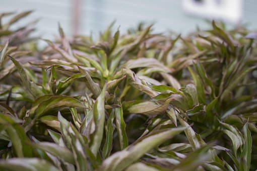 Free Grass Green photo and picture