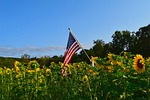 sunflower, field, yellow