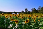 sunflower, field, flower