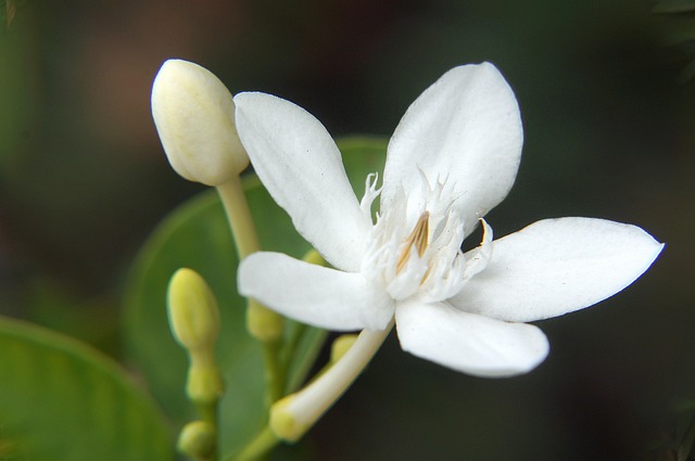White Apricot, Blomsterknopper