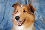 dog, collie, cute