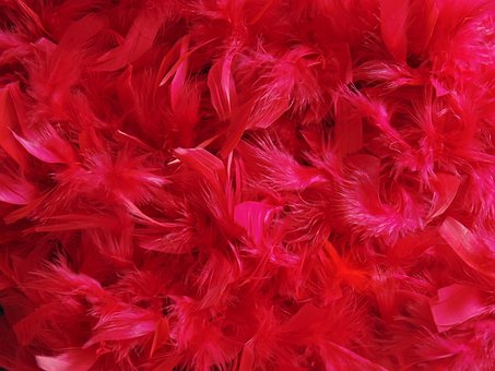 Plumas, Крашенные, Fondos De Escritorio