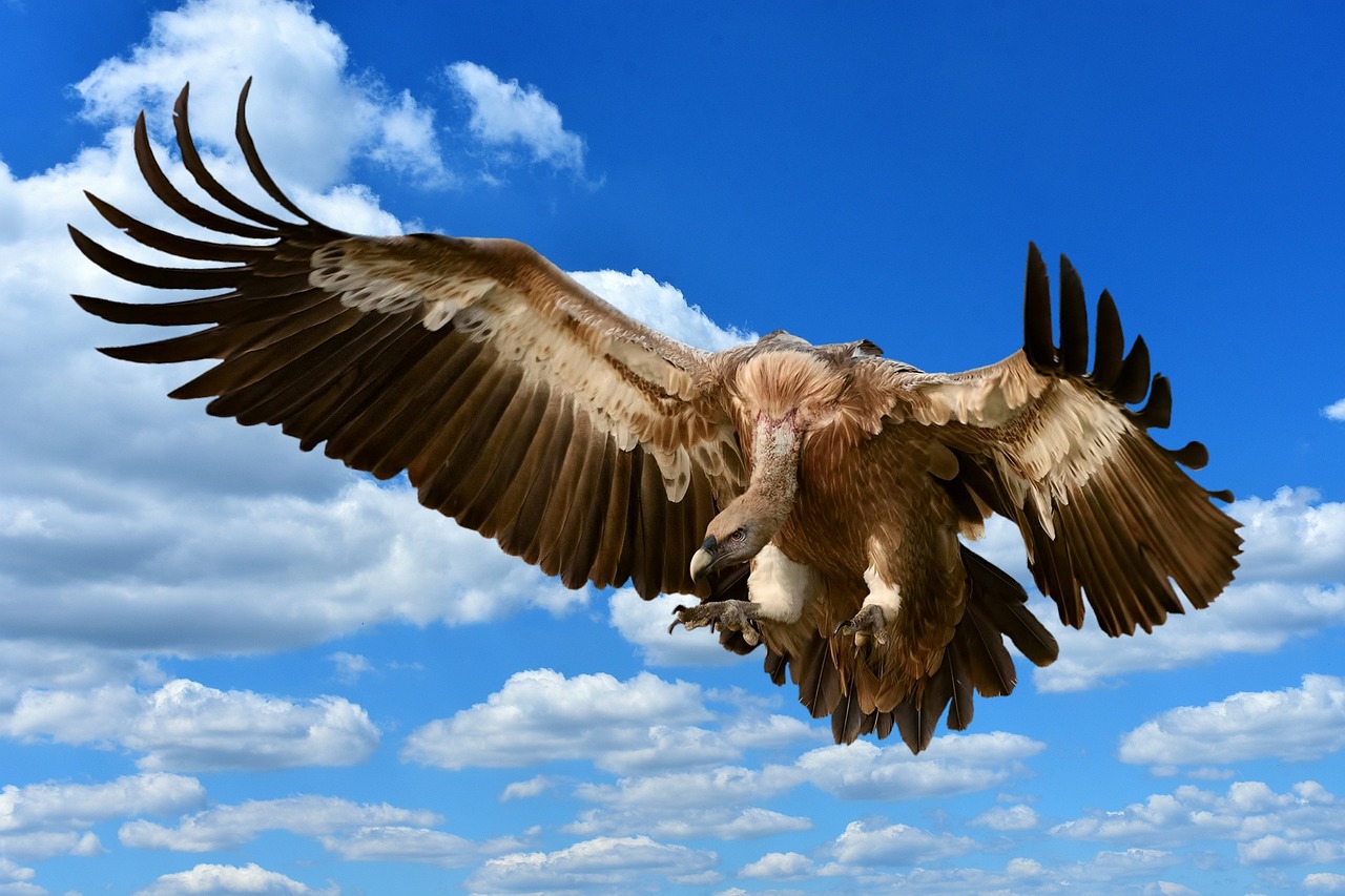 20 000 Free Flying Vulture Vulture Images Pixabay 20 000 Free Flying Vulture Vulture Images Pixabay
