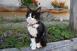 young cat, flowers, farm