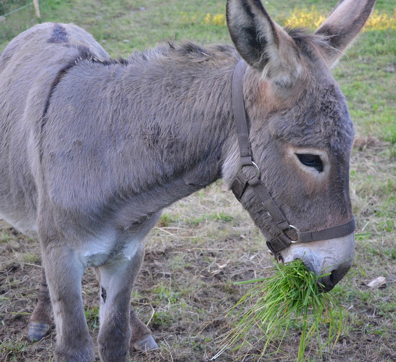 Æsel Colt Græsser På Græs At Spise · Gratis foto på Pixabay