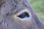 donkey, eye, profile head