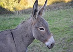 donkey, colt, young ass