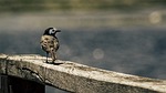 white wagtail, bird, wood