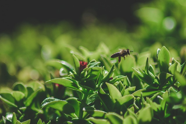 Free Bee Green photo and picture