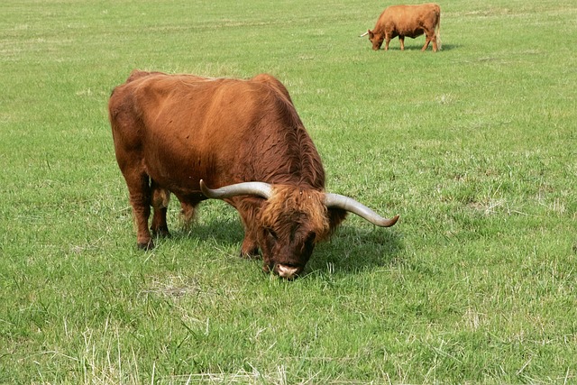 Free Bull Cattle photo and picture
