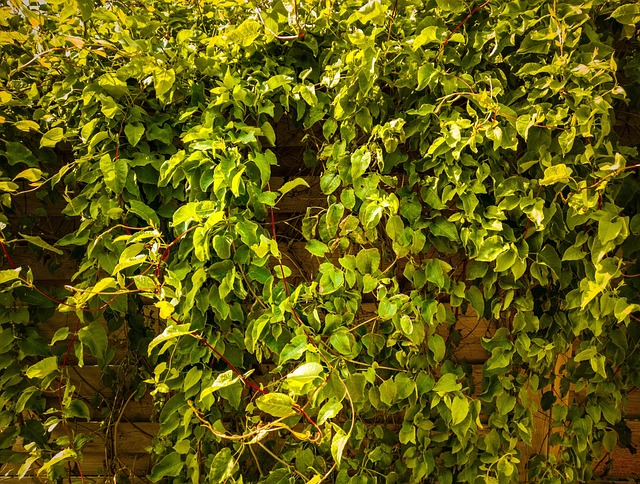 Hera, Plantar, Textura, Natureza, Verde