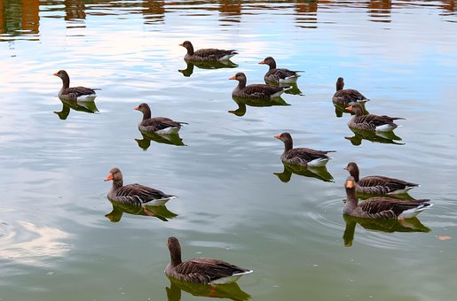 Free Geese Nature photo and picture