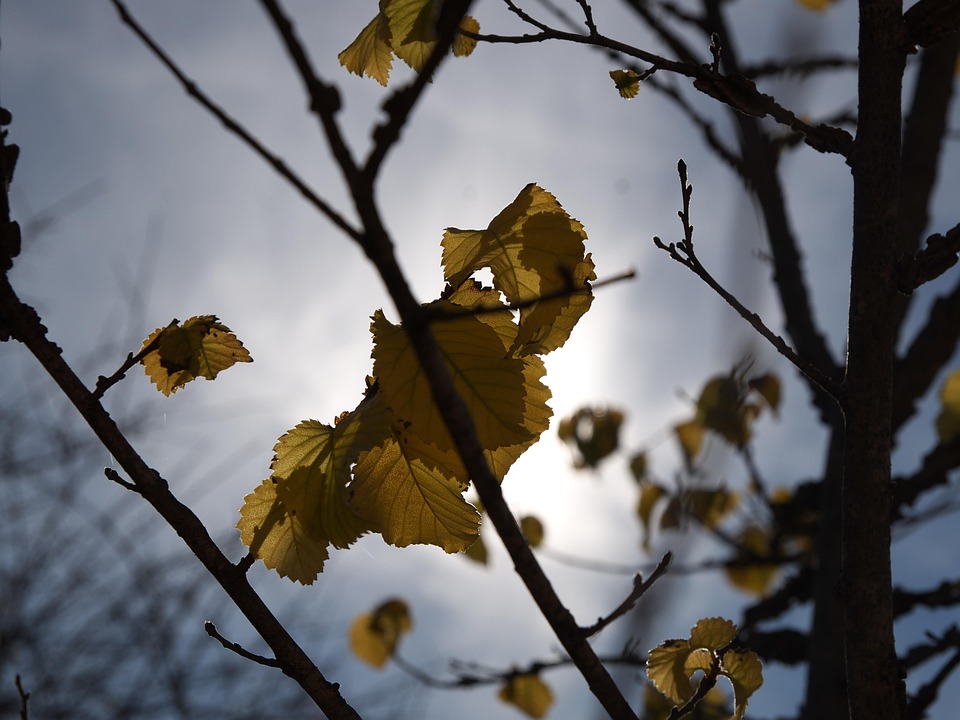 Autumn Sheets Backlighting Dry - Free photo on Pixabay - Pixabay