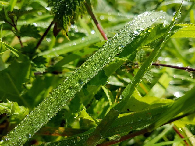 Free Grass Dew photo and picture