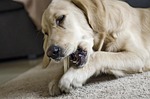 golden, golden retriever, futrzak