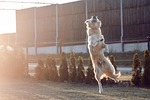 golden, golden retriever, futrzak