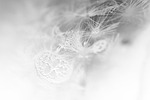 dandelion, air bubbles, cold
