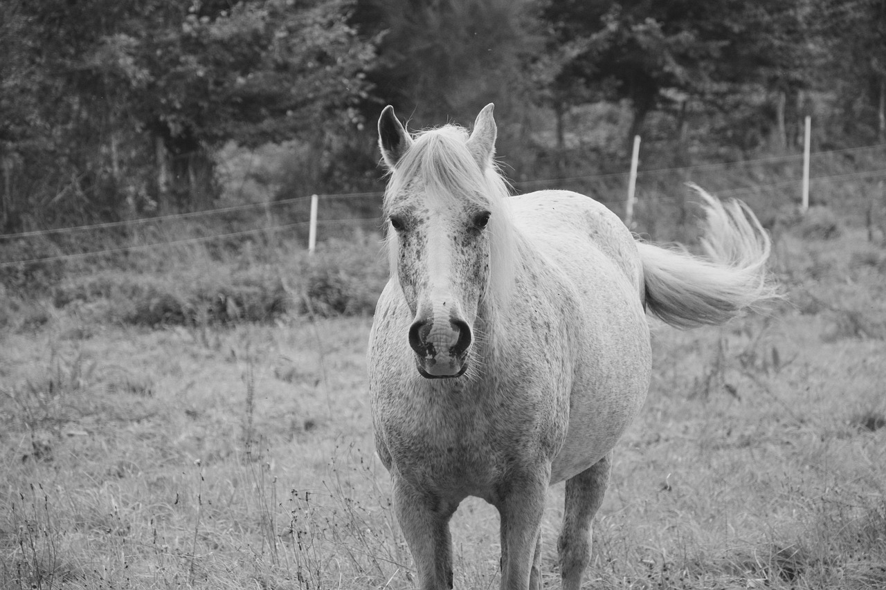 Horse - free online jigsaw puzzle photo
