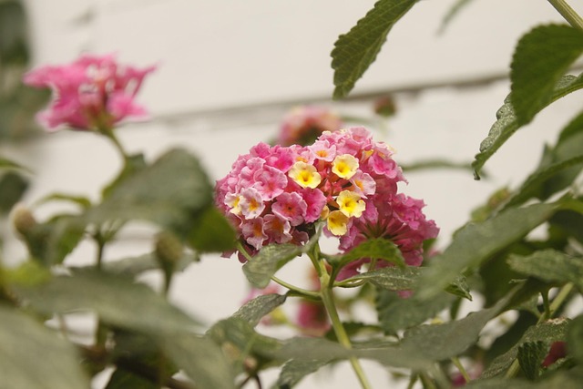 Free Pink Flower Lantana photo and picture