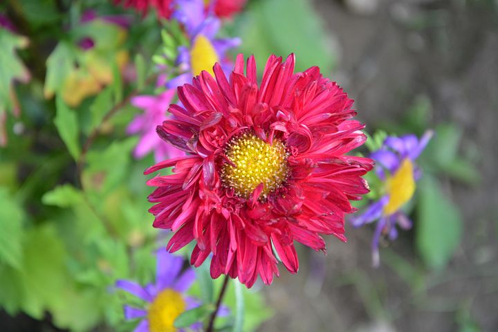 超过1 张关于 Pistile 和 花朵红花 的免费图片