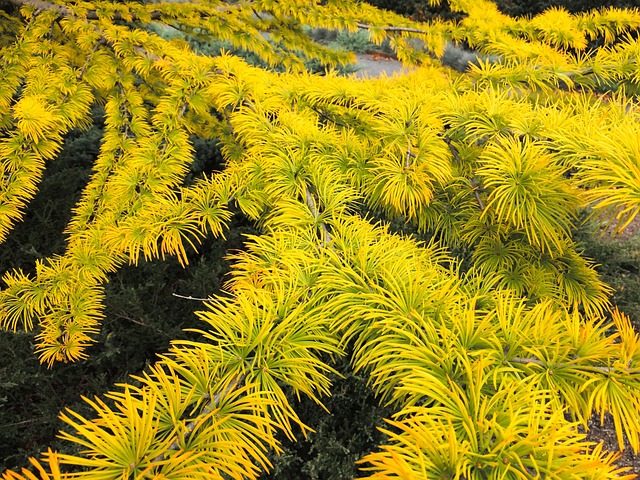 Free Plants Garden photo and picture