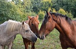 horses, horse, portrait