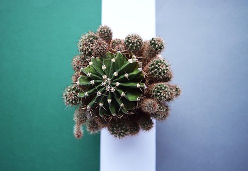 Free Cactus Succulent photo and picture