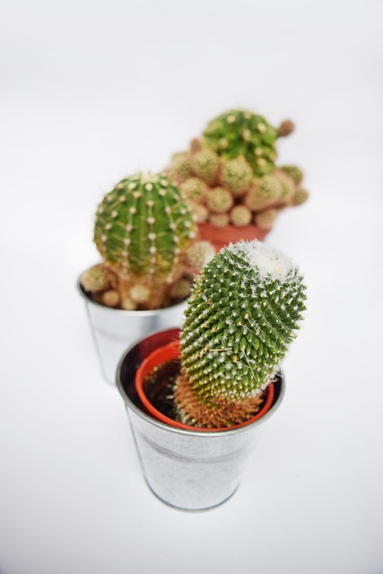 Free Cactus Succulent photo and picture