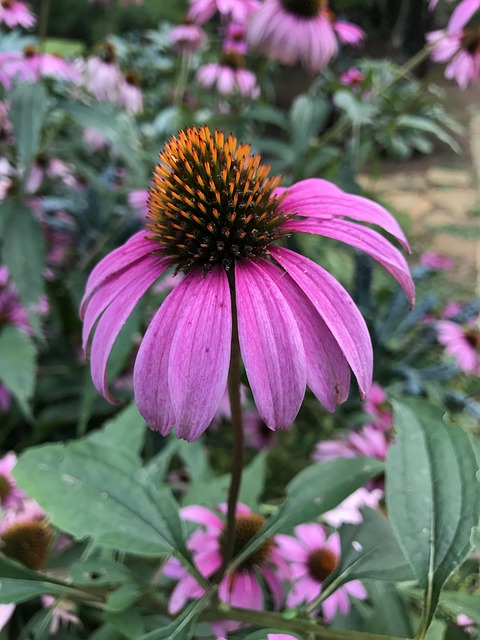 Coneflower Natureza Flor De Cone - Foto gratuita no Pixabay - Pixabay