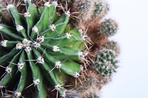 Free Succulent Cactus photo and picture